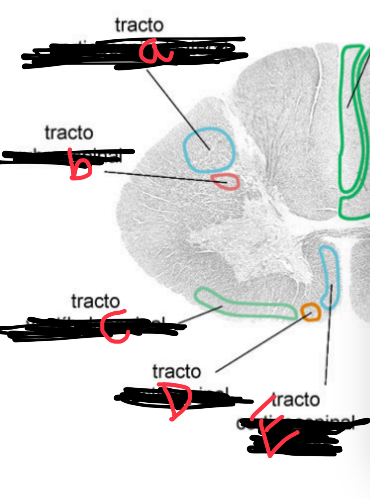 <p>Fasciculo B</p>
