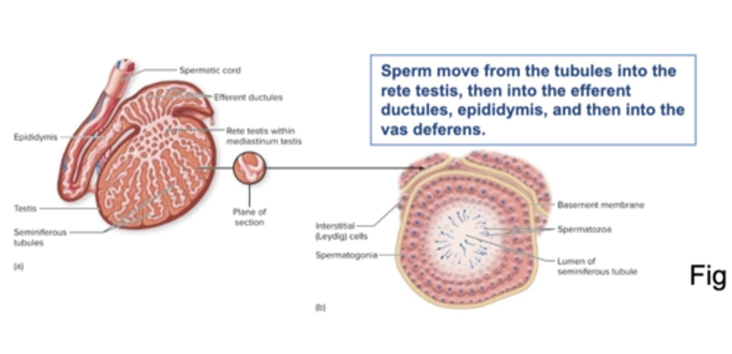 <p>☆ Two main types of structures:</p><p>1. Seminiferous Tubules:</p><p>- Sertoli cells: spermatogenesis &amp; secretion of inhibin (inhibits secretion of FSH)</p><p>2. Leydig or interstitial cells (between tubules):</p><p>- Secretion of testosterone</p><p>☆ Sperm move from the tubules into the rete testis, then into the efferent ductules, epididymis, and then into the vas deferens</p>