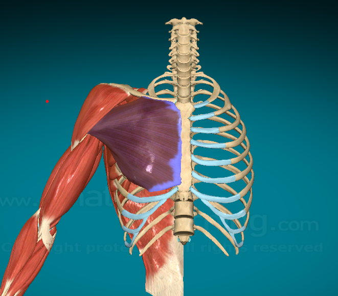 <p>What is this muscle and where is it found?</p>