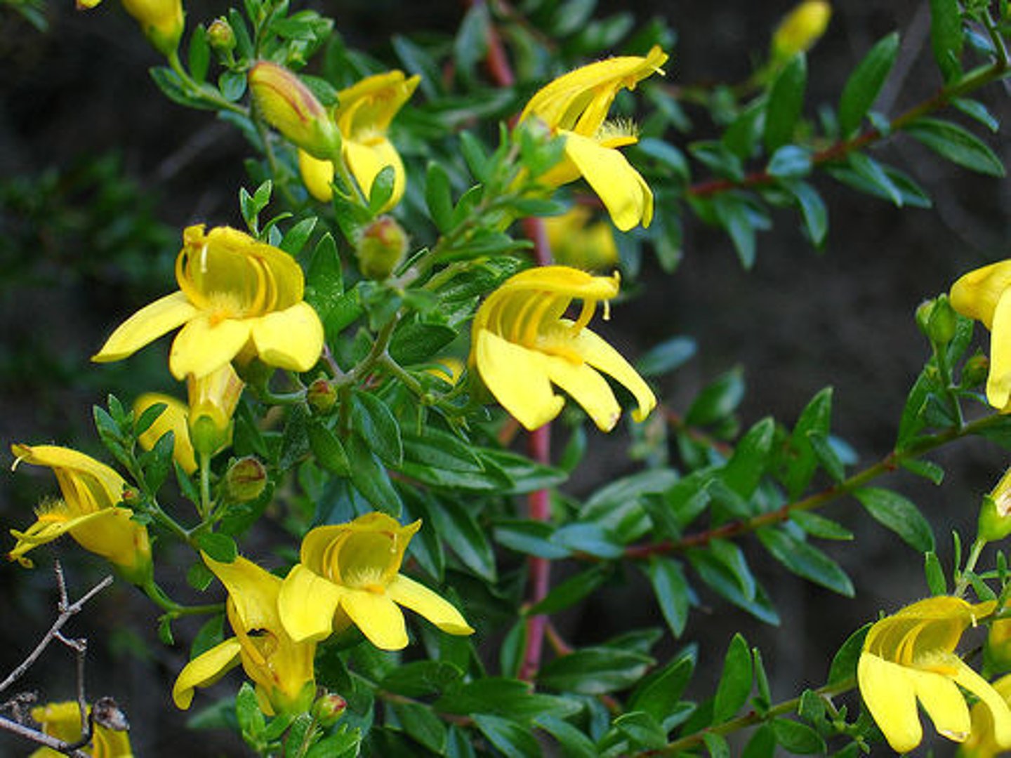 <p>Plantaginaceae. keckiella</p>