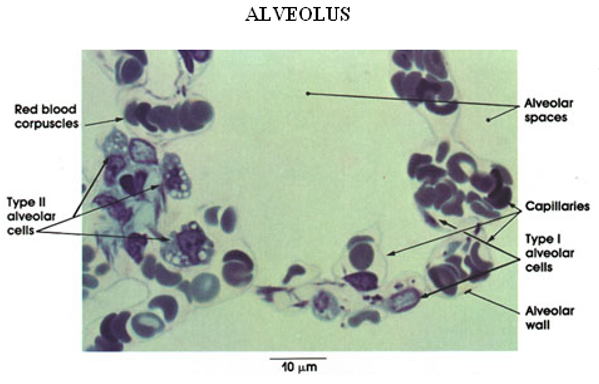 <p>Alveoli</p>