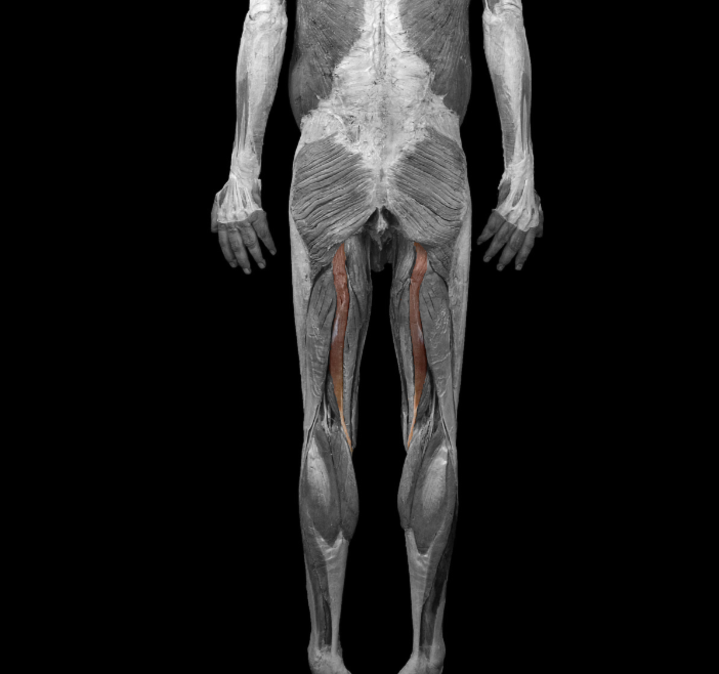 <p>origin: ischial tuberosity </p><p></p><p>insertion: proximal end of medial surface of tibia </p><p></p><p>action: flex leg at knee, extend thigh at hip </p><p></p><p>innervation: tibial nerve </p>