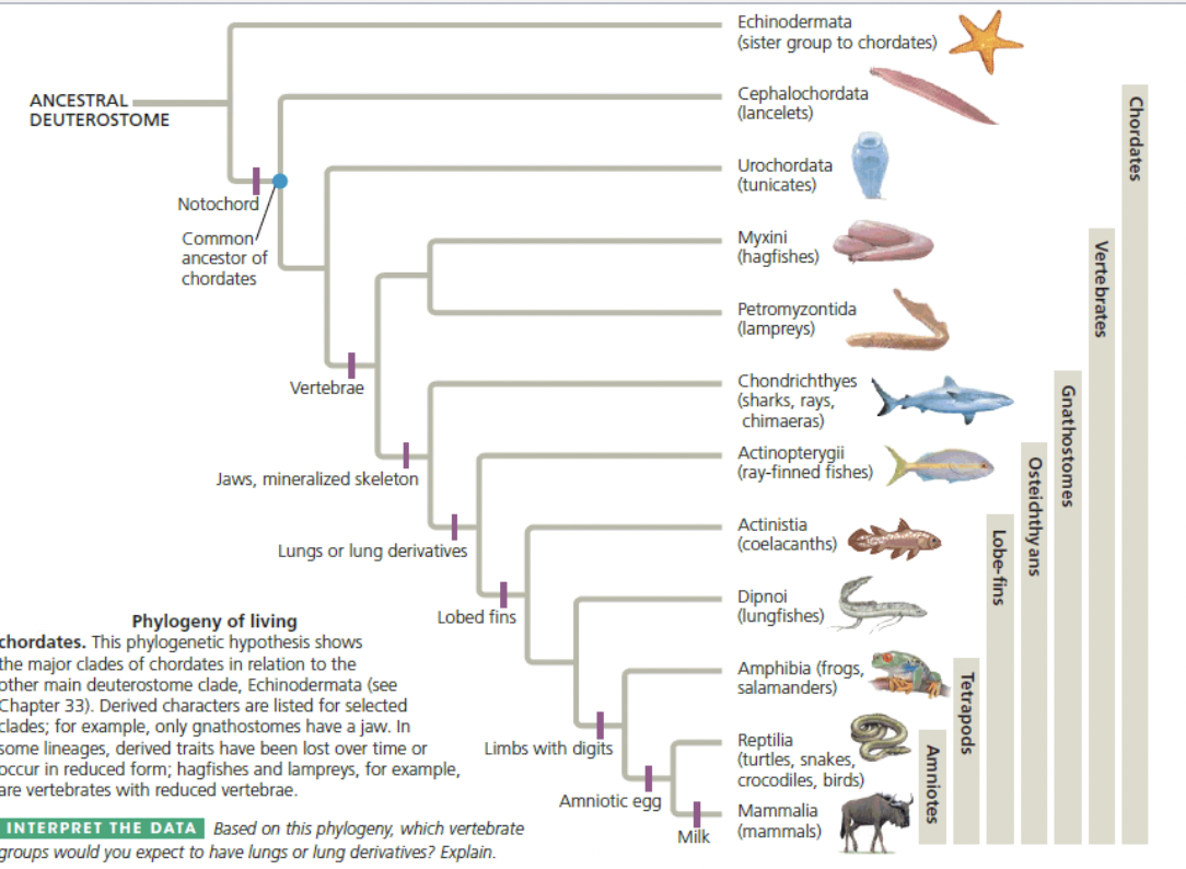 <p>According to this phylogenetic tree, which group of fishes is the most ancestral?</p>