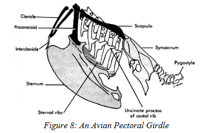 <p><strong>Clavicle + Coracoid roles are linked</strong> (both brace scapula against sternum, but usually one is reduced/lost). VENTRAL</p><ul><li><p>Birds → strong clavicles (furculum), and retain coracoids.</p></li><li><p>Most reptiles → only procoracoids, no clavicles.</p></li></ul><p></p>
