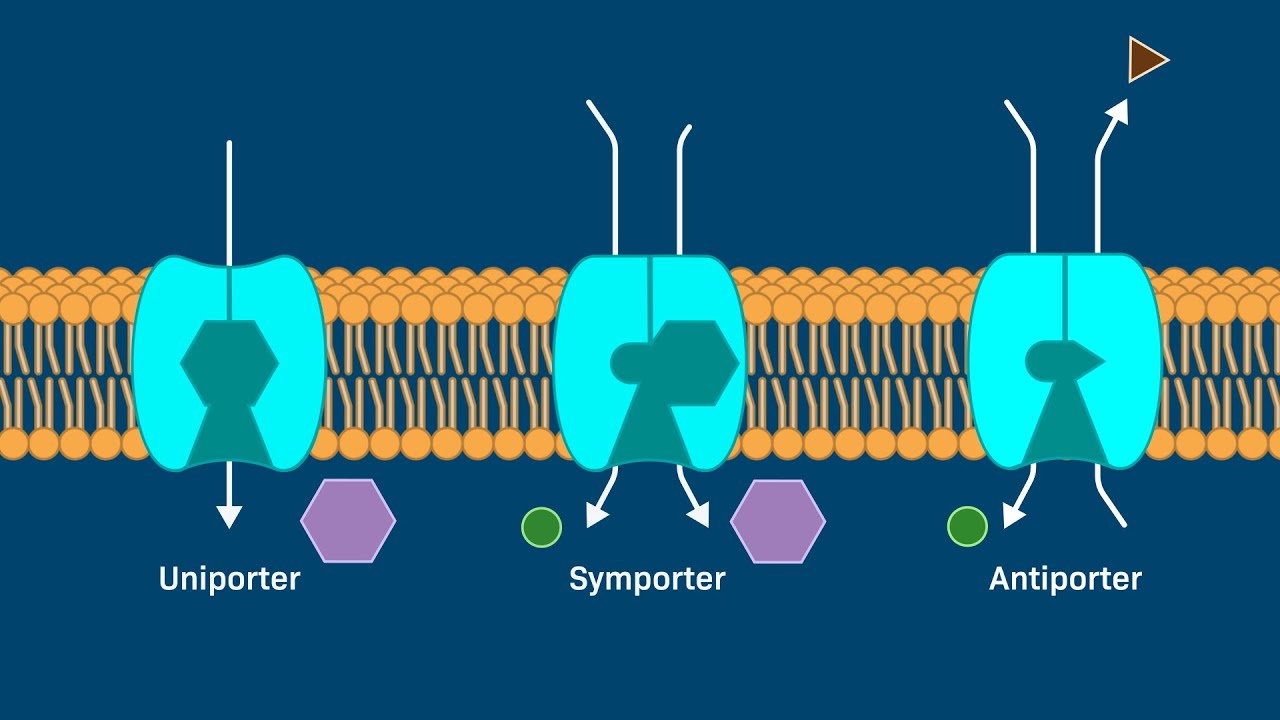<p>Proteins that bind to a specific molecule (polar molecules, ions, aa, glucose, nucleotides), cauing a conformational change that moves the solutes across the membrane</p>