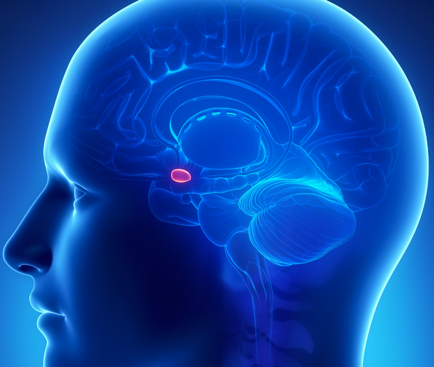 linked to emotion, fear, and aggression (Two lima-bean-sized neural cluster )
