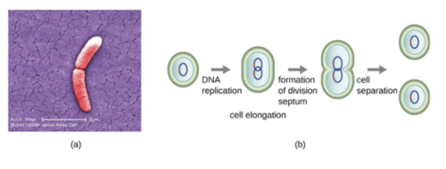 <p>one parent cell splits into 2 equal daughter cells</p><p>-most bacteria grow by binary fission</p>