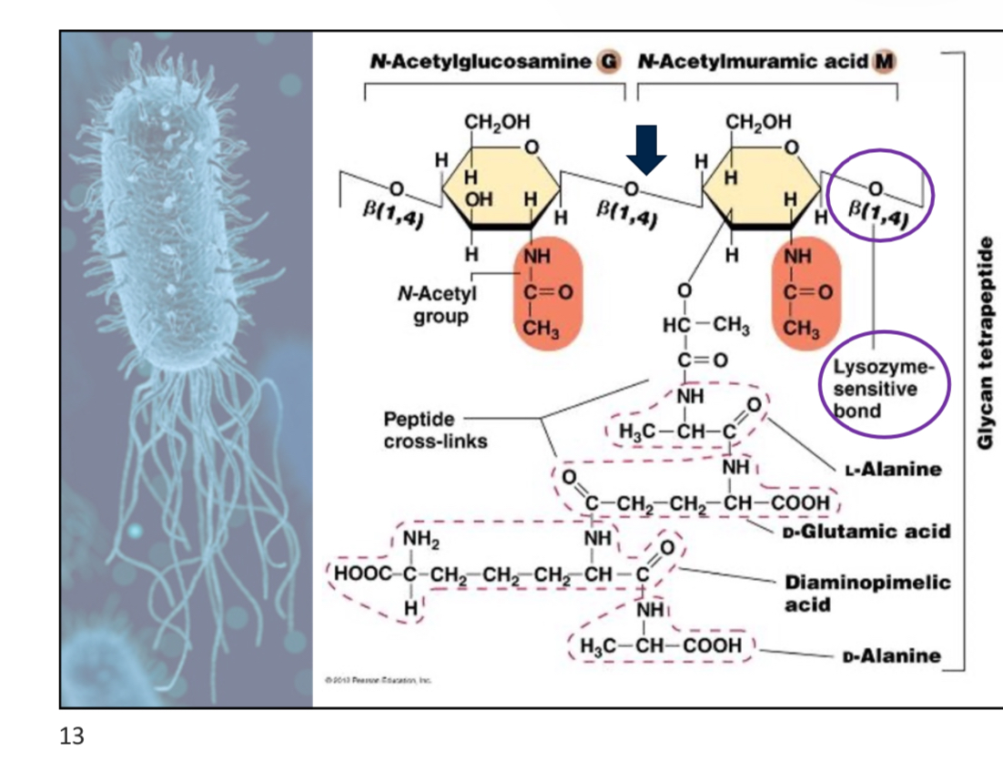 <p>NAM and NAG</p><p>Note: Lysozyme is and antibacterial defence in our tears, saliva, and mucus</p><p>attach slide 13 w3p1</p>