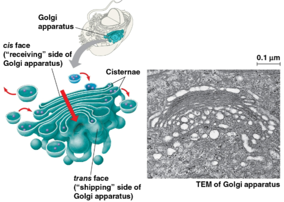 <p>Golgi apparatus</p>