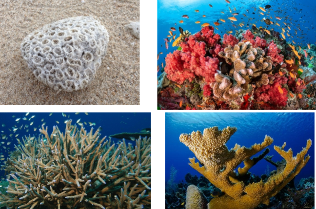 <p>what are these?</p>