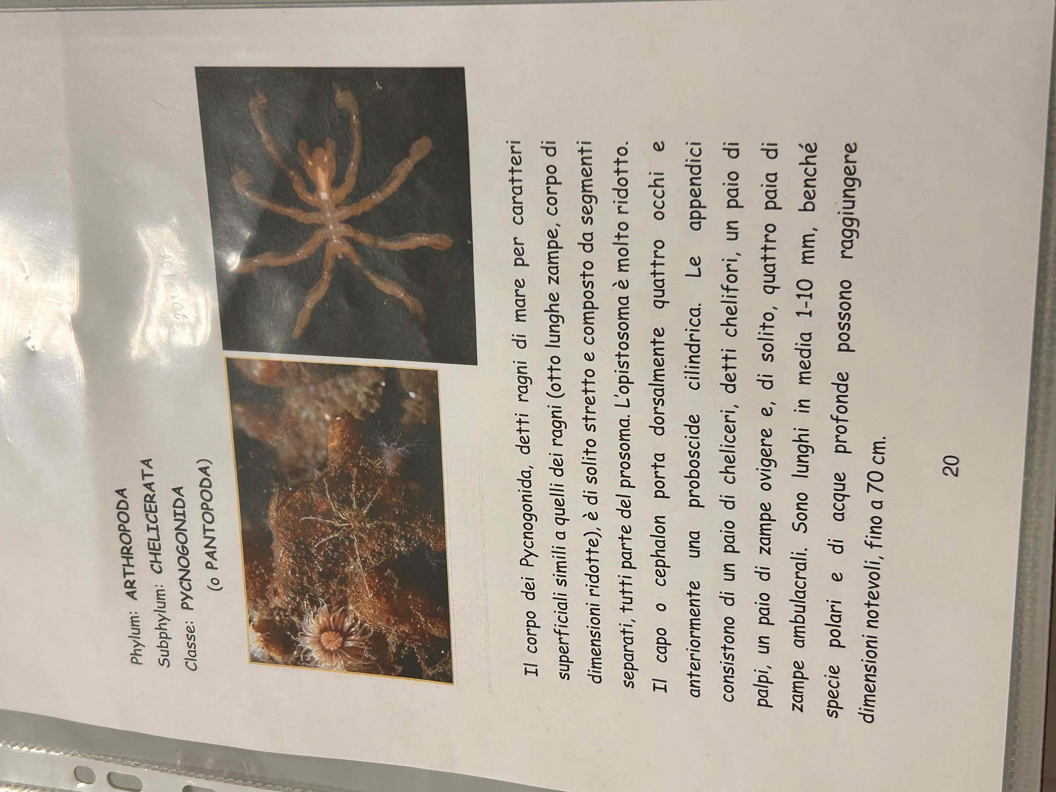 <p>Chelicerati</p><p>Pantopodi </p><p>[ragno di mare]</p>