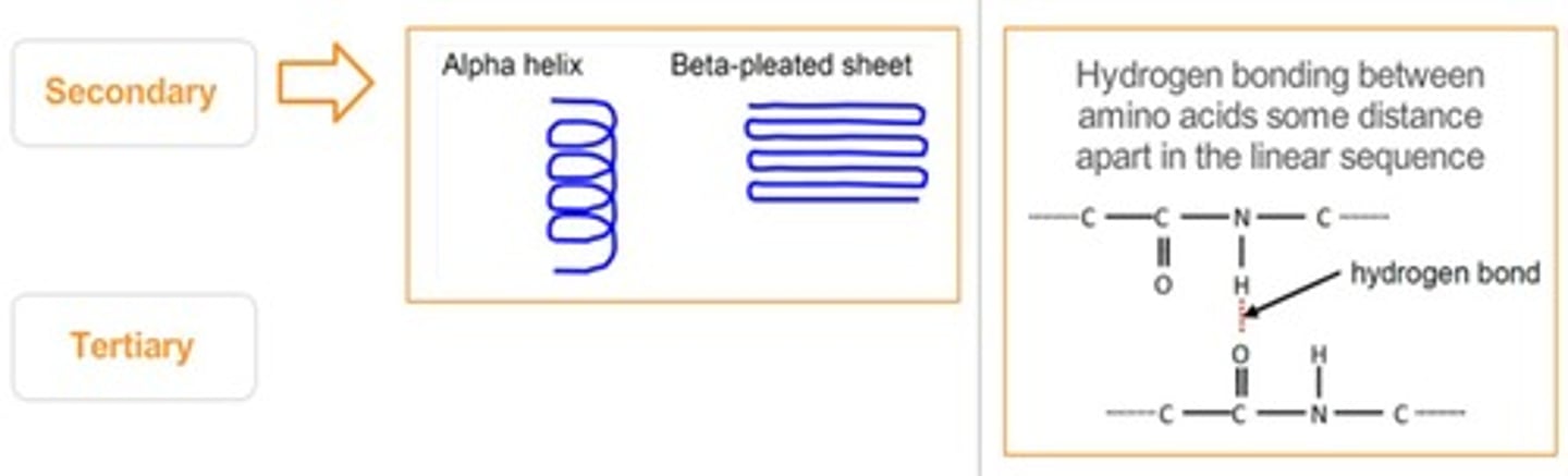 <p>Coiled structure formed by hydrogen bonds in proteins.</p>