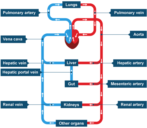 Need to know all except mesenteric artery knowt flashcard image
