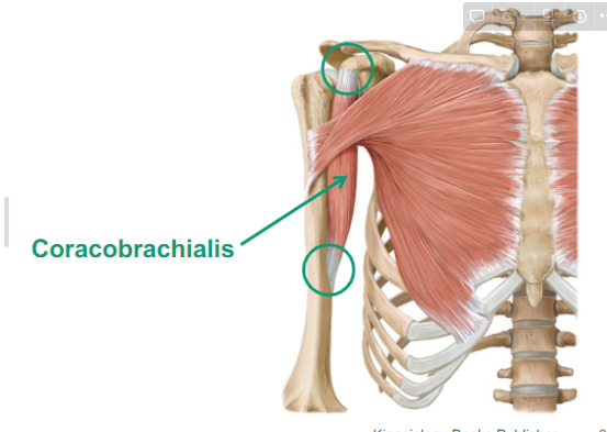<p>Describe the Coracobrachialis </p>