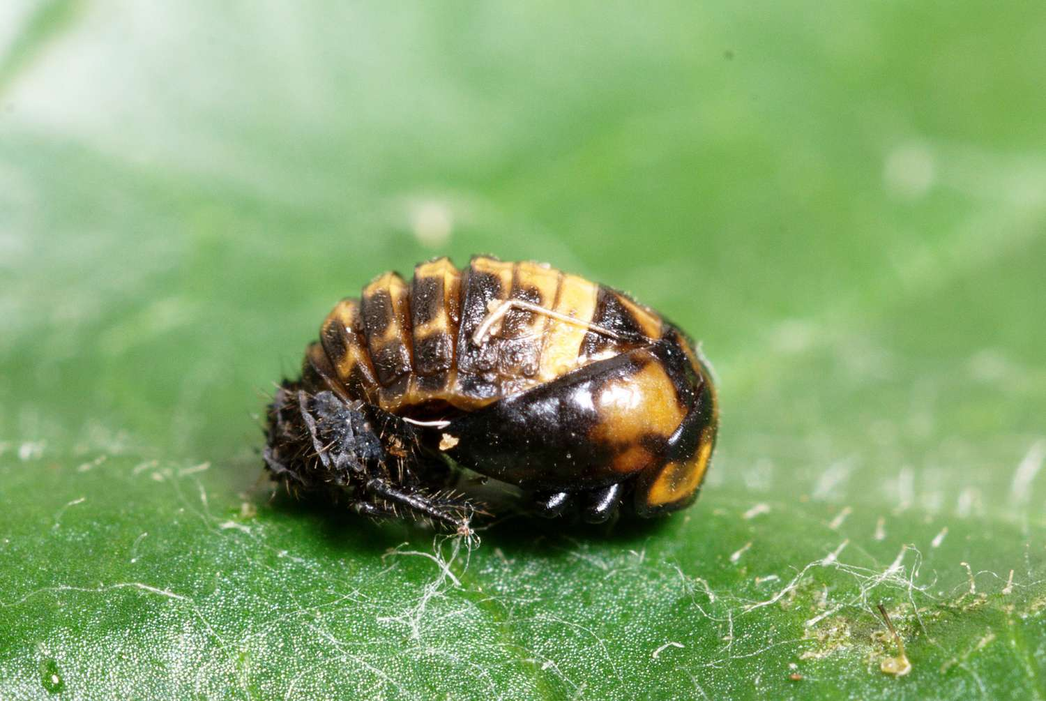 <p>all developing appendages free and visible externally</p><p>beetles, lacewings</p><p></p>