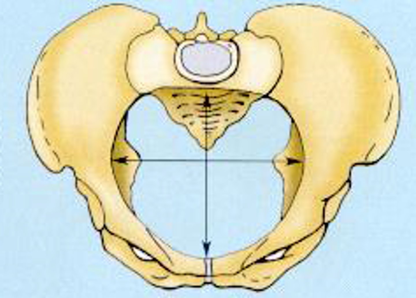 <p>most favorable pelvis for successful labor.</p>
