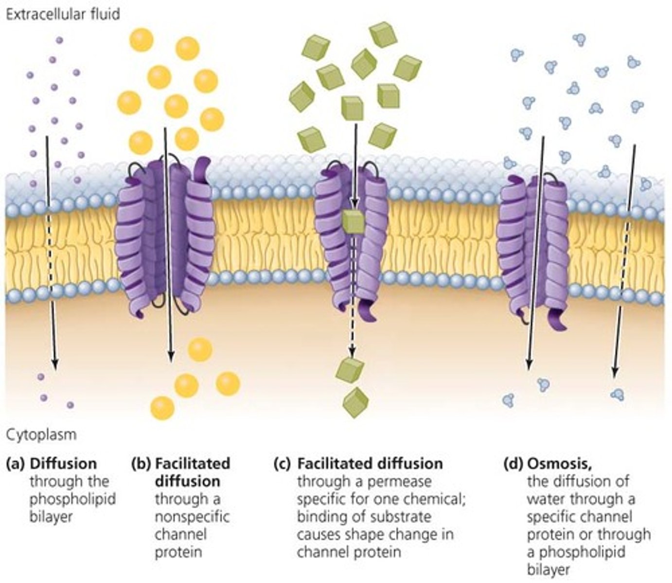 <p>the movement of molecules through a semipermeable membrane and down the concentration gradient, without an input of energy.</p>