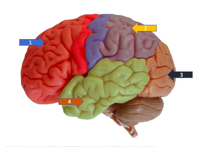 <p>Label lobe 4</p>