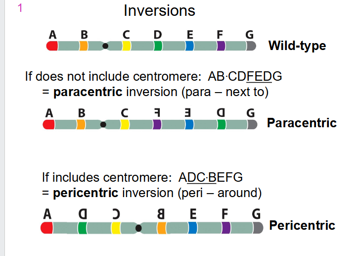 <p>- if does not include centromere: AB.CD(FED)G we call it a paracentric inversion (para means "next to")</p><p>- If includes centromere: A(DC.BEF)G we call it a pericentric inversion (peri means "around)</p>