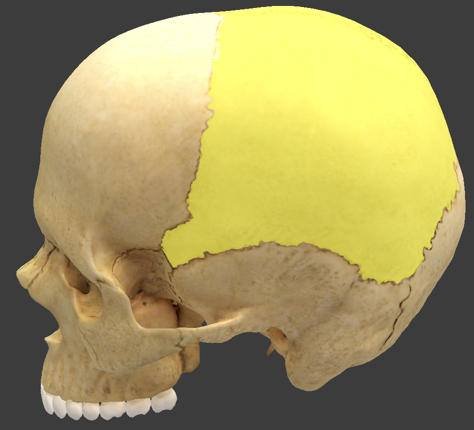 <ul><li><p>form most of the cranial roof and part of its walls</p></li><li><p>bordered by four sutures</p></li></ul><p></p>