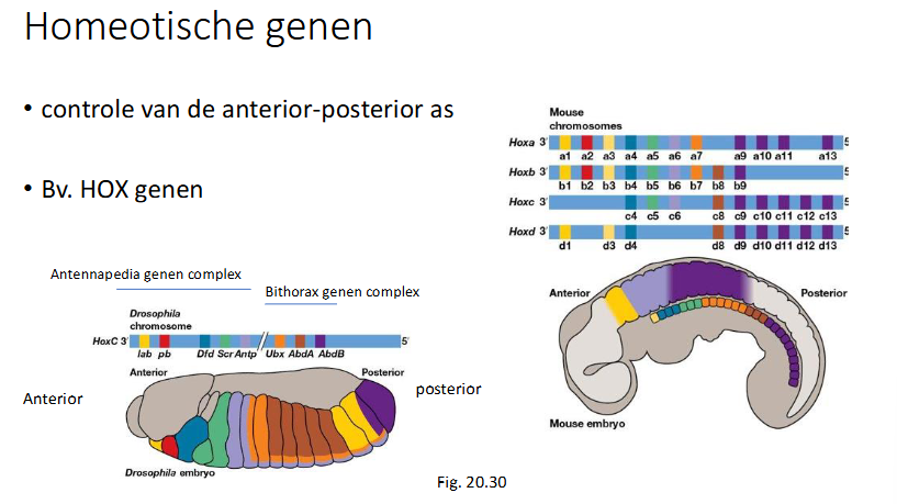 <p>functie van een bepaald eiwit kan overgenomen door een ander eiwit in de cel </p><p>(bv bij HOX genen: als a1 van HOXa is uitgeschakeld kan b1 de functie overnemen, hierdoor is de mutatie niet zo dramatisch als in drosophila, die hebben maar 1 HOX locus)</p>