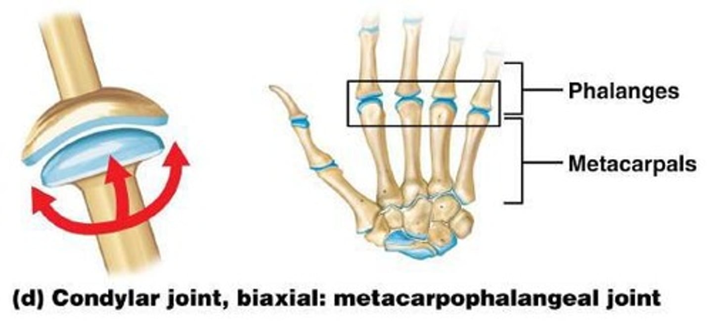 <p>convex surface of one bone fits into a shallow, concave articular surface of another, biaxial</p>