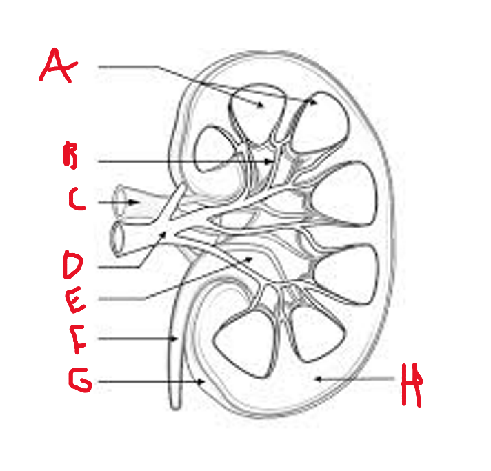 <p>list what these are</p>