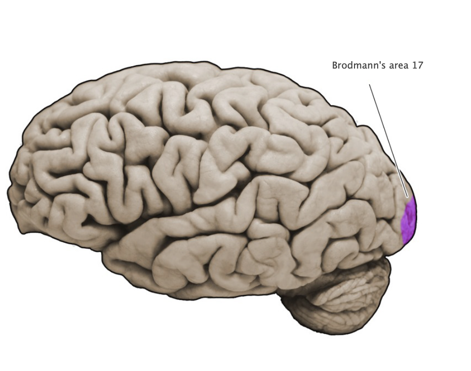 <p>Cortical area (Brodmann's area 17; also referred to as the "striate cortex") in the banks of the calcarine sulcus that first receives visual signals from the relevant thalamic nucleus (lateral geniculate nucleus).</p>