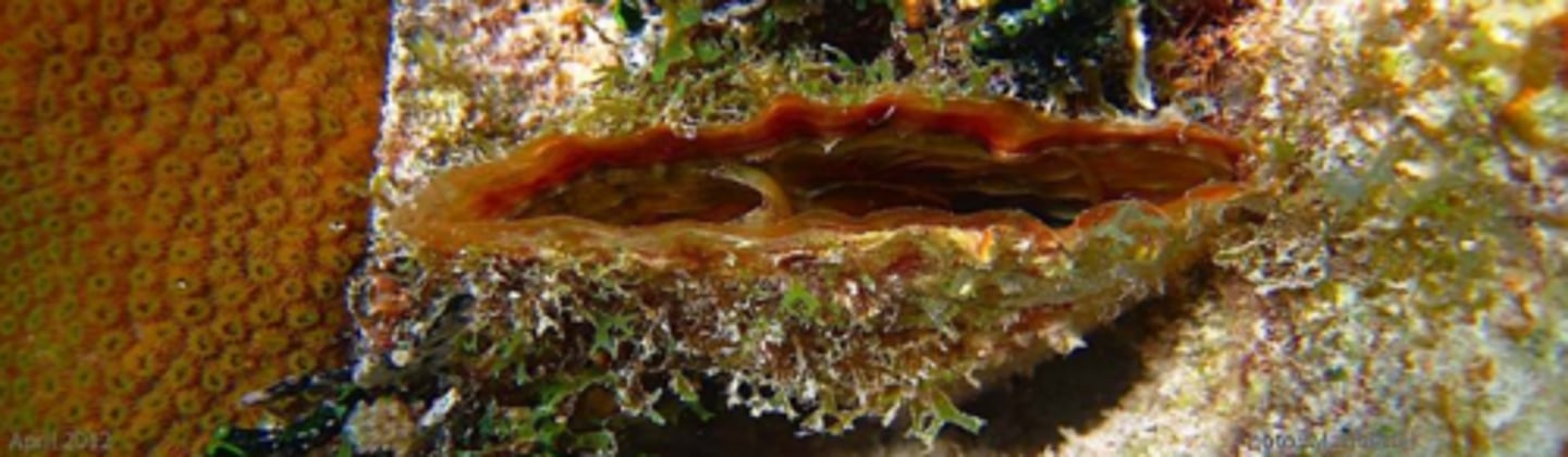 <p>Amber Penshell , Pinna carnea</p>
