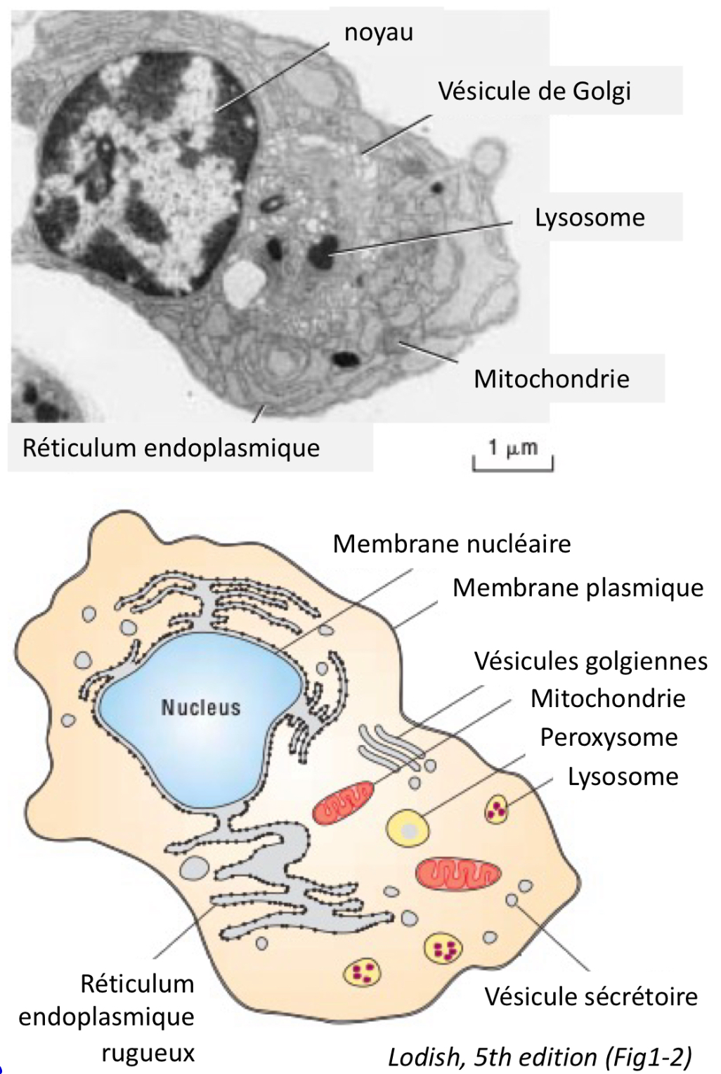 <p>Possible de trouver la fonction de la cellule à partir de ses organites.</p><p><u>Noyau</u>: Contient l'ADN, contrôle les activités cellulaires.</p><p><u>Reticulum endoplasmique</u> (RER, REL): Réseau de tubules et sacs impliqués dans la synthèse et le transport.</p><p>- Le réticulum endoplasmique rugueux (RER) est couvert de ribosomes et synthétise des proteines</p><p>- Le réticulum endoplasmique lisse (REL) n’est pas couvert de ribosomes et se concentre sur la synthèse des lipides, le stockage du calcium et la détoxification.</p><p><u>Appareil de Golgi</u>: Modifie, trie et assure l’adressage des protéines et des lipides.</p><p><u>Mitochondrie</u>: Centrales énergétiques produisant l'ATP (énergie).</p><p><u>Vésicules</u> : incluent les vésicules de transport, les lysosomes, les peroxysomes.</p>