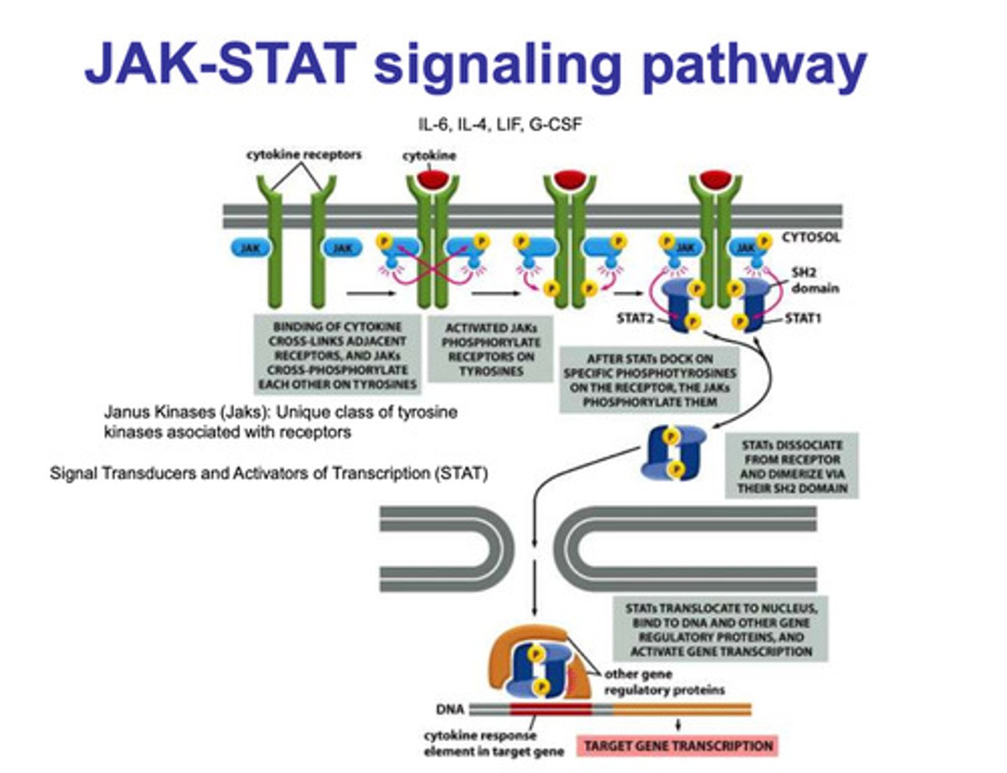 <p>- two cytokine receptors with JAK proteins attached are inactive</p><p>- a cytokine binds to the two receptors which causes the JAK proteins to cross-phosphorylate each other an become activated</p><p>- activation of the JAK proteins causes phosphorylation of the tyrosine receptor</p><p>- the phosphorylation of the tyrosine creates binding areas, and STAT 1 and STAT2 bind</p><p>- JAK then phosphorylates both proteins</p><p>- STAT1 and STAT2 dissociate from the tyrosine receptor and dimerize</p><p>- the dimerized STAT proteins are then transported into the nucleus</p><p>- other regulatory proteins bind to the dimer, and they complex binds to the cytokine response element in the target gene</p><p>- gene transcription is then upregulated</p>
