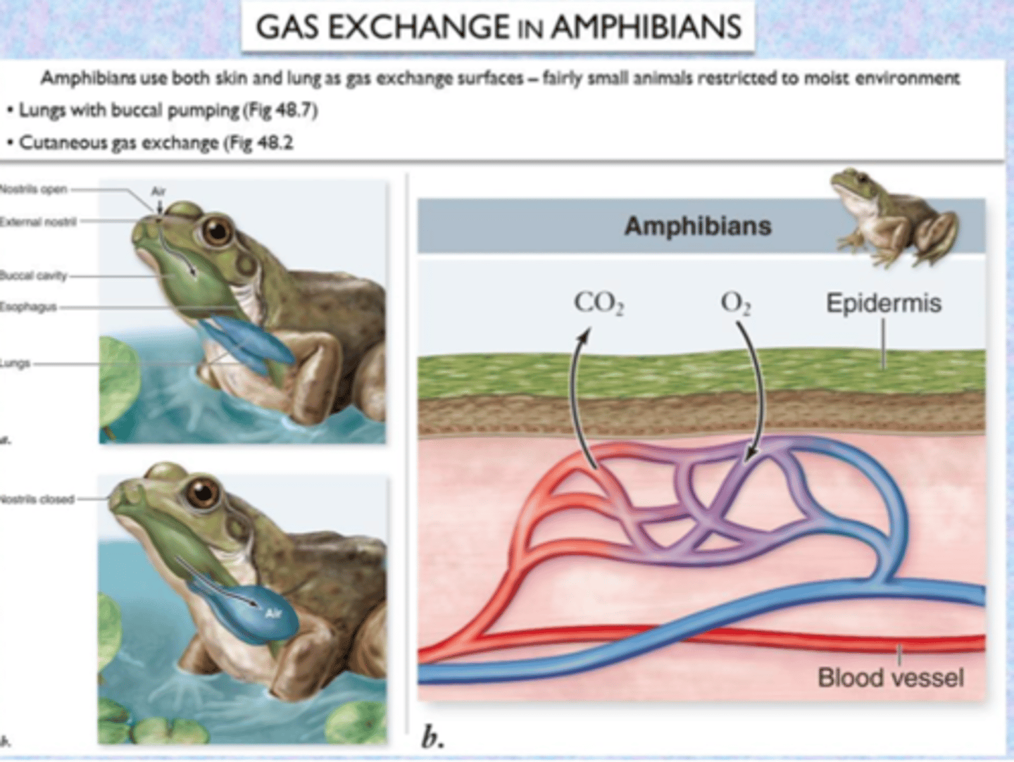 <p>Skin breathing; skin must be moist to allow for easier gas exchange</p>