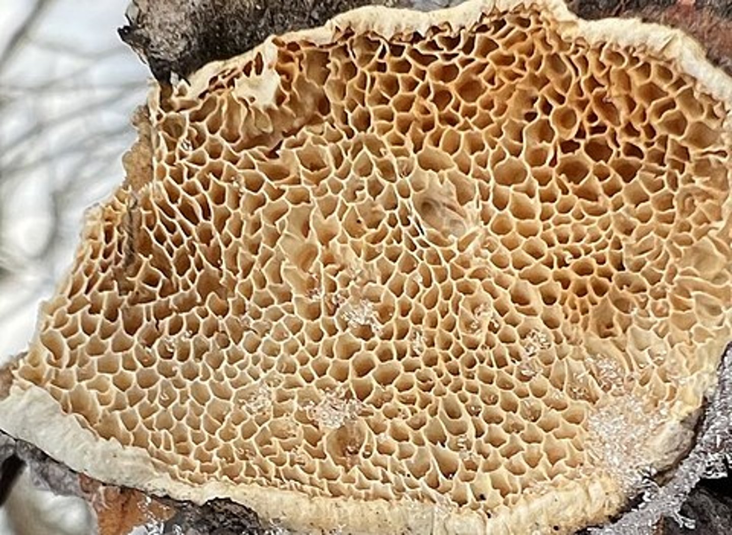 <p>jamkówka kurczliwa</p>