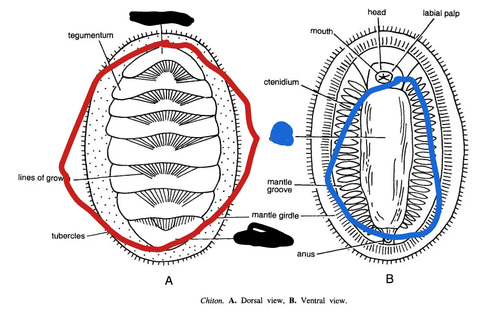 <p>What is the blue circling?</p>