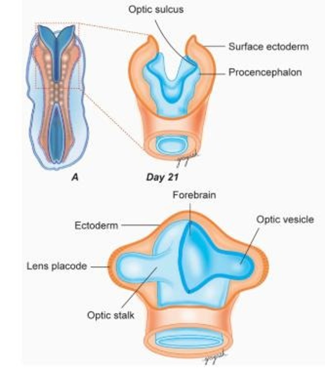<p>Sac-shaped extensions that arise from the optic pits and give rise to structures in the eye.</p>
