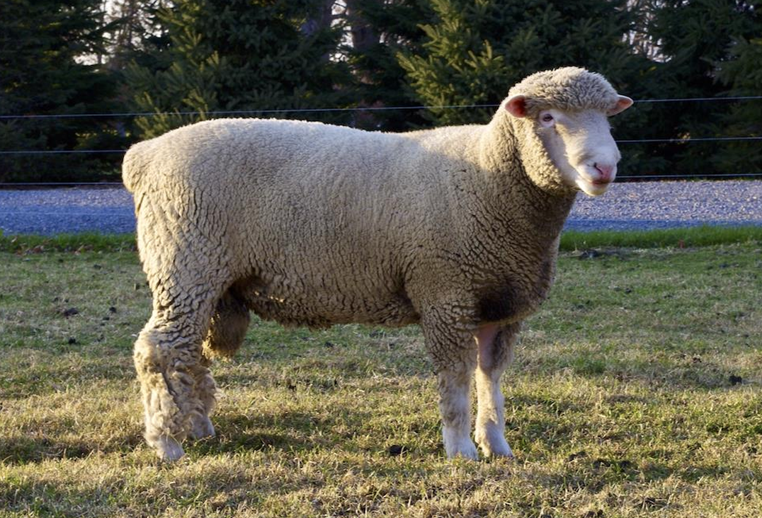 <p>What Category does this sheep belong to?</p><ul><li><p>It is a Columbia</p></li></ul><p></p>