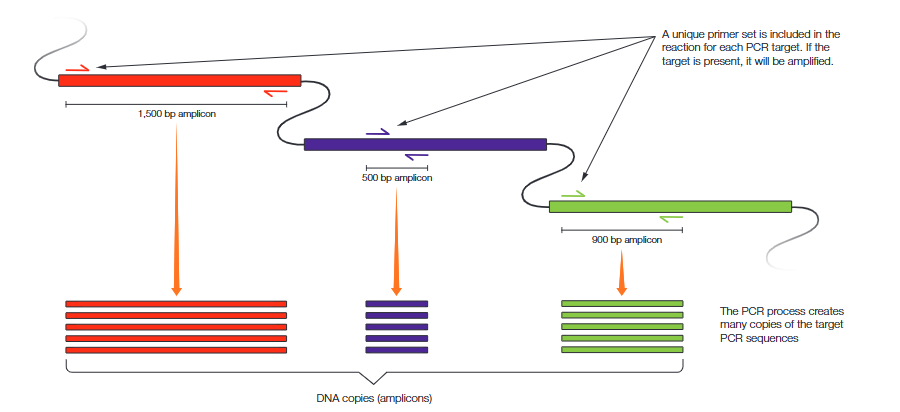 <p>Standard polymerase chain reaction (PCR) amplifies a specific nucleotide sequence (amplicon) using a single set of primers (usually a pair). Multiplex PCR is the simultaneous amplification of multiple amplicons in a single reaction using a unique primer set for each (Figure 1). As with standard PCR, a primer set targets a particular DNA sequence. Either the absence of a target PCR sequence or the disruption of primer binding sites will prevent amplification of the target PCR sequence. If an amplicon is detected in a sample, often by agarose gel electrophoresis, then the associated target DNA sequence was present in the sample</p>