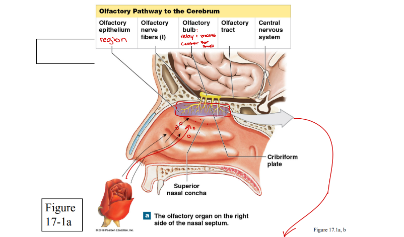 <p>The olfactory epithelium is a specialized sensory epithelium designed to trap odorant chemicals, convert them into neural signals, and protect itself from constant chemical exposure. What are the different cell types of the olfactory epithelium? </p>