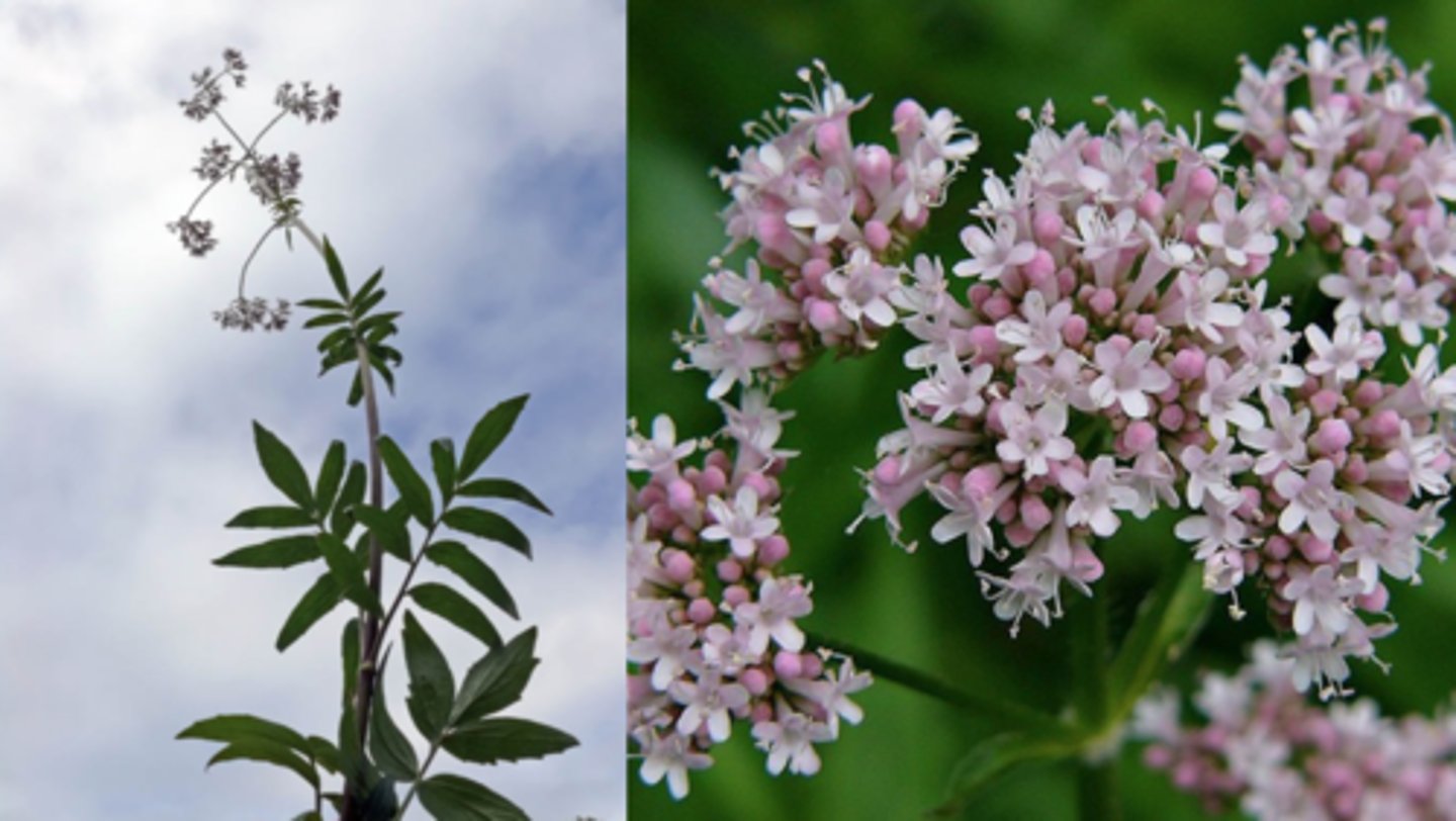 <p>strandvänderot</p>