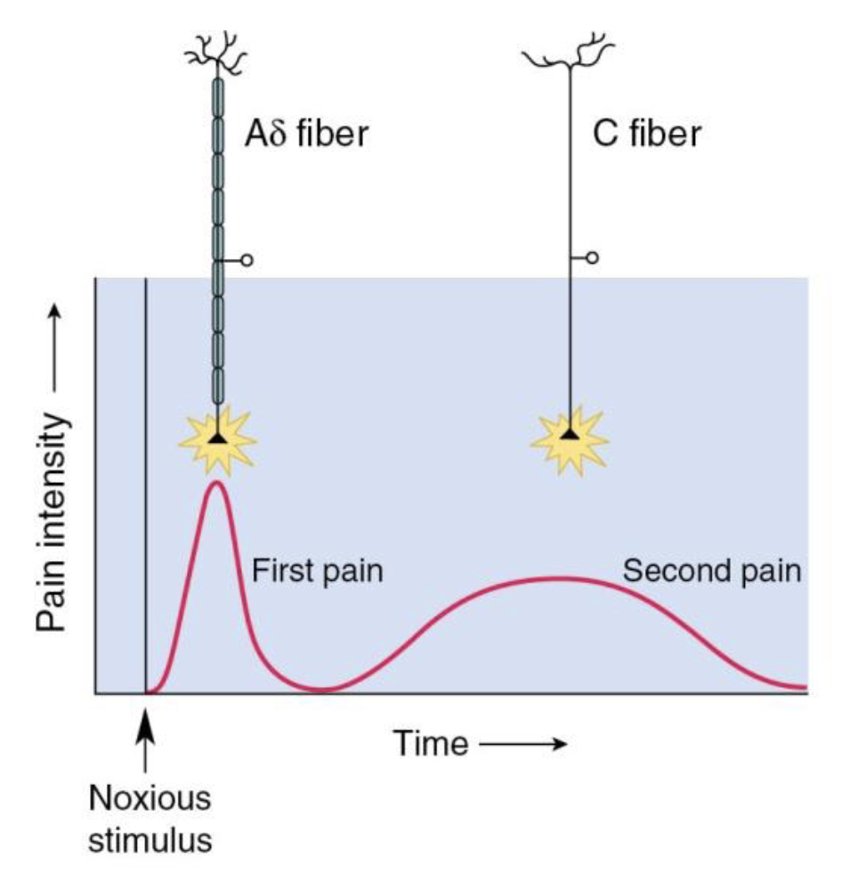 <img src="https://knowt-user-attachments.s3.amazonaws.com/e0e7d3f0-8df2-4ac2-a238-30328c0a3e51.png" data-width="100%" data-align="center"><p></p>
