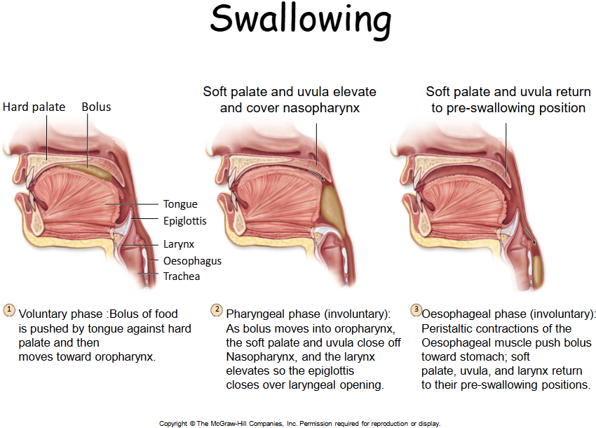 <p>Swallowing is a complex process that involves three stages: the oral stage, where food is voluntarily pushed to the back of the mouth; the pharyngeal stage, which is involuntary and moves food down through the pharynx; and the esophageal stage, where food travels through the esophagus to the stomach. </p>