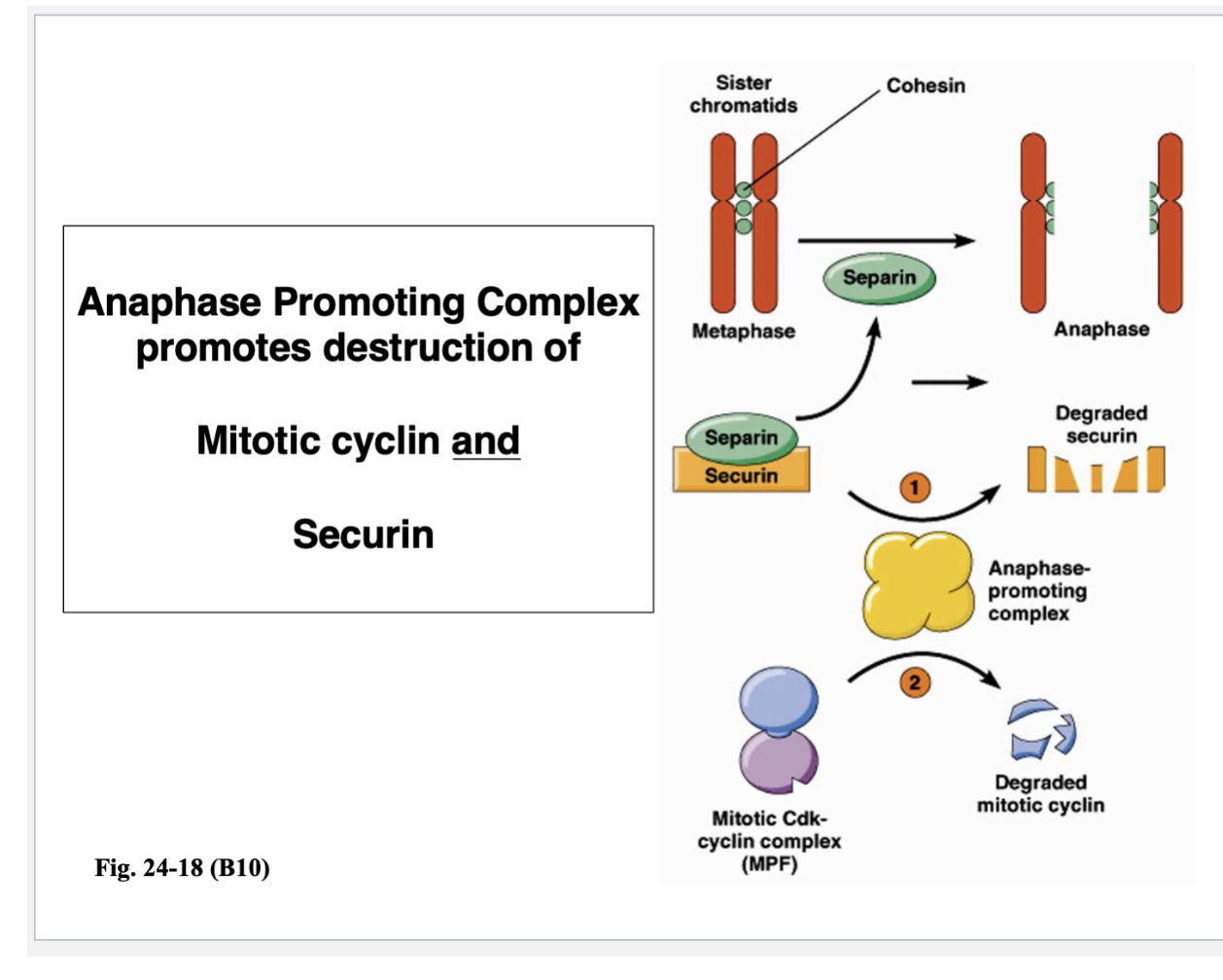 <ul><li><p>Mitotic cyclin </p></li><li><p><strong>Securin</strong></p><ul><li><p>Anaphase promoting complex is necessary for allowing sister chromatids to separate from each other </p></li><li><p>In anaphase A, sister chromatids come apart and move towards the spindle poles </p><ul><li><p>Before those motors can drag those sister chromatids, those sister chromatids have to be released from each other, which are held together by protein cross-links </p></li><li><p>Those protein cross-links are present - can’t pull sister chromatids apart </p></li></ul></li><li><p>APC does this, but not directly </p><ul><li><p>To break a protein cross-link, the protein that destroys the cohesion cross-links is separin </p></li><li><p>Separin destroys those cohesin cross-links — early phase of mitosis (pre-metaphase) </p><ul><li><p>You don’t want them coming apart too early </p></li></ul></li></ul></li><li><p>Separin can’t act on cohesin because it is held by securin </p><ul><li><p>APC that degrades securin </p></li><li><p>How do we get out of M phase and back into G1?</p><ul><li><p>APC has to be inactivated by phosphorylation event controlled by cyclin-dependent kinase </p></li><li><p>This Cdk is not associated with mitotic cyclin but a G1 cyclin </p></li></ul></li></ul></li></ul></li></ul><p></p>