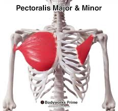 <p>pectoralis major &amp; minor (SF) action/function</p>