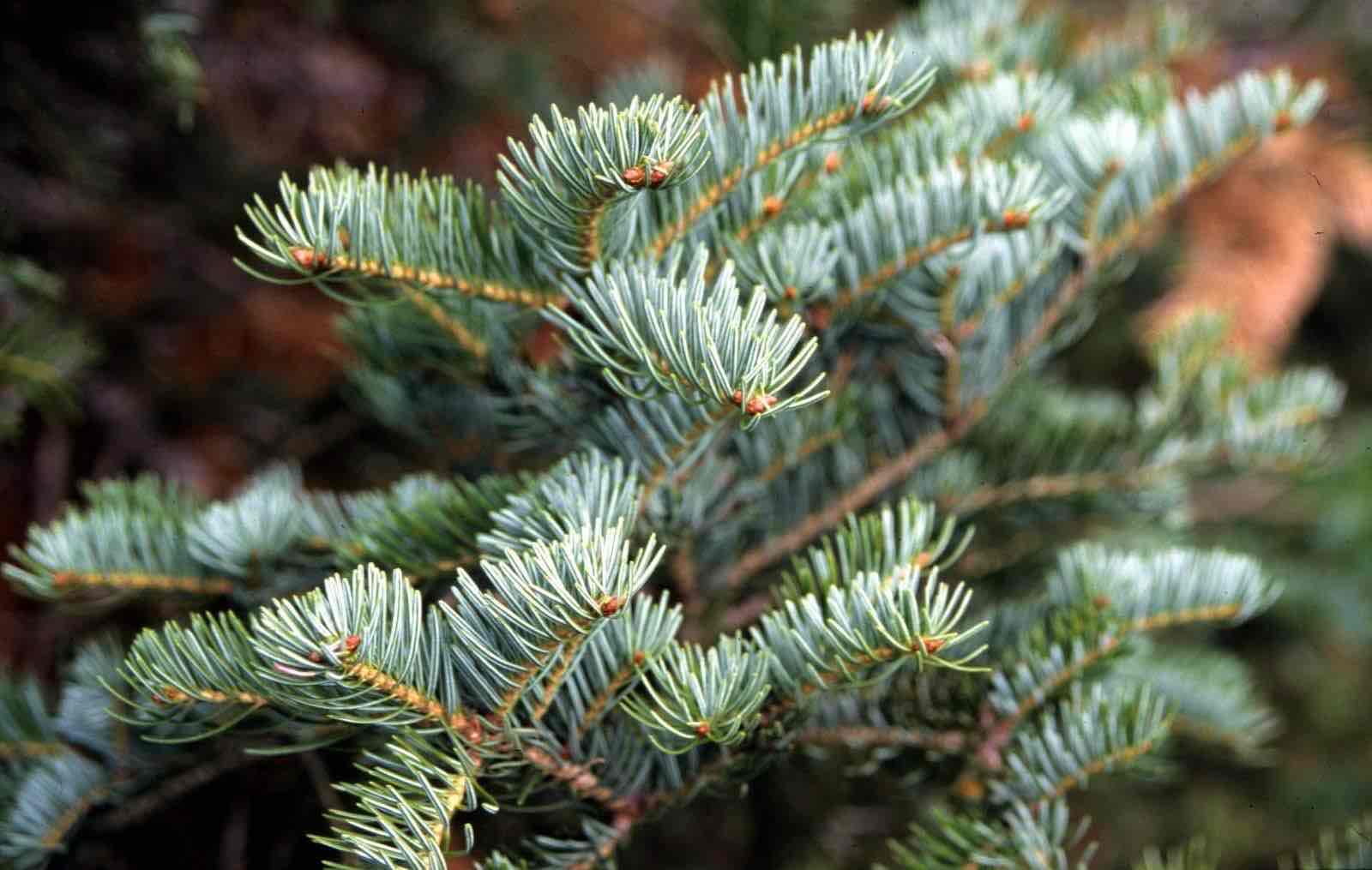 <p>Abies alba</p>