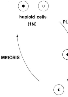 <p>Cell division of 2N cell to 1N + 1N</p>