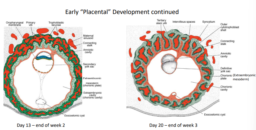 <p>Tertiary villi capillaries make contact with the capillaries of mesoderm of chorionic plate &amp; connecting stalk, which make contact with developing intraembryonic circulatory system</p>