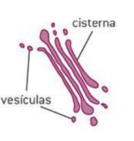 <p>Función: <mark data-color="purple">Madurar proteínas de la membrana plasmática</mark></p><ul><li><p>Cisterna (Sacos membranosos aplanados)</p></li><li><p>Vesículas (Transportan lo procesado a la membrana)</p></li></ul>
