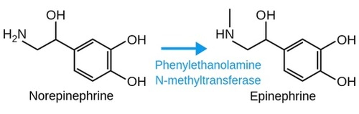 <p>Epinephrine &amp; Norepinephrine</p>