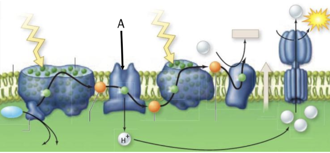<p>Review the diagram of photosynthesis in the chloroplast. What does the thick arrow labeled with the letter A point to?</p>