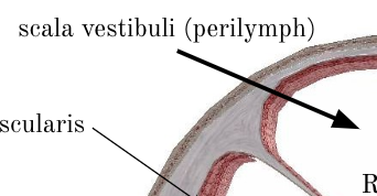 <p><span>scala vestibuli</span></p>